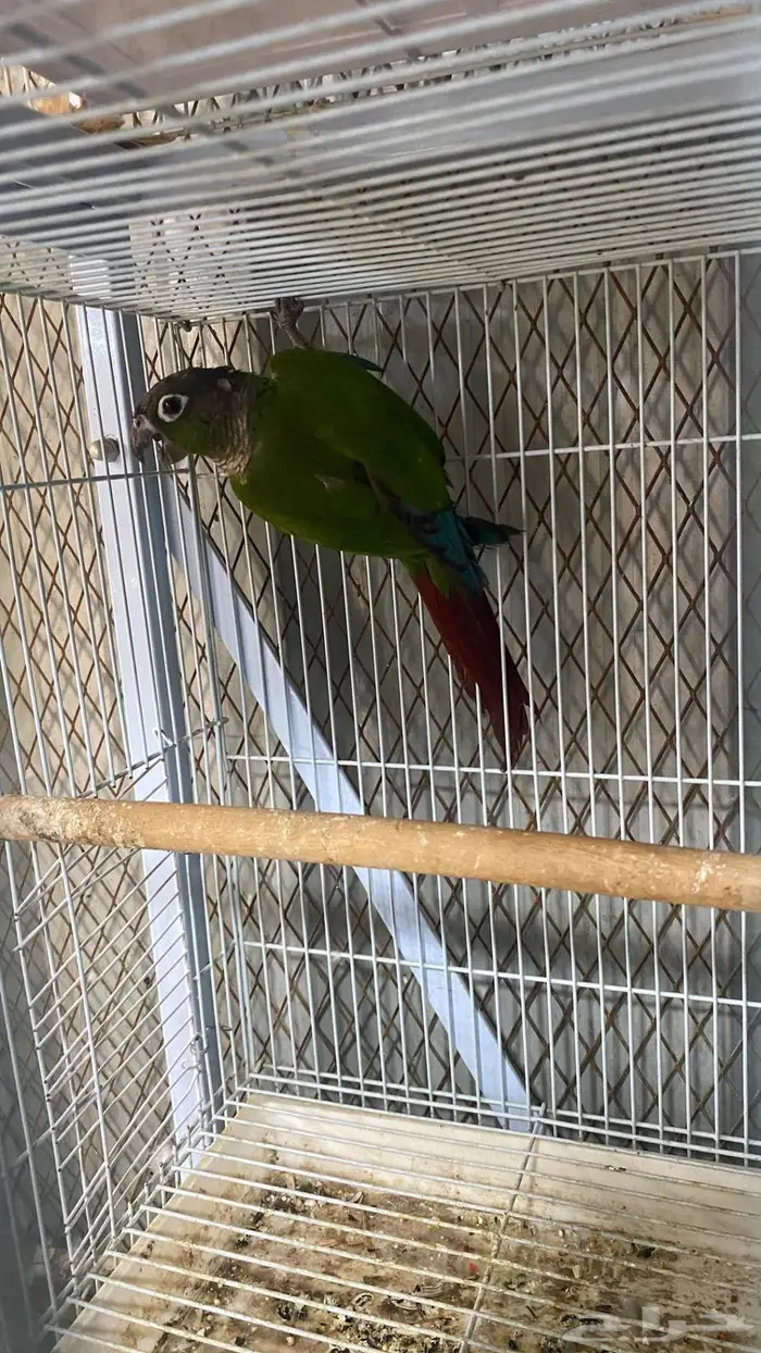 ذكر كنيور قرين شيك منتج(( تم البيع 3