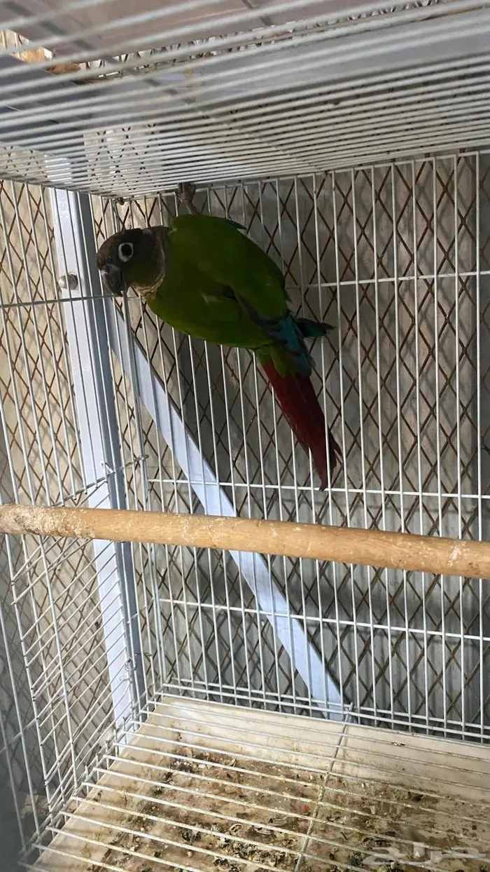 ذكر كنيور قرين شيك منتج(( تم البيع 0