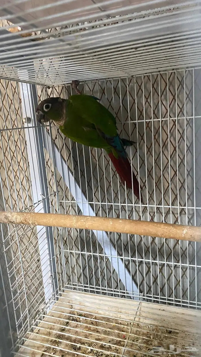 ذكر كنيور قرين شيك منتج(( تم البيع 6