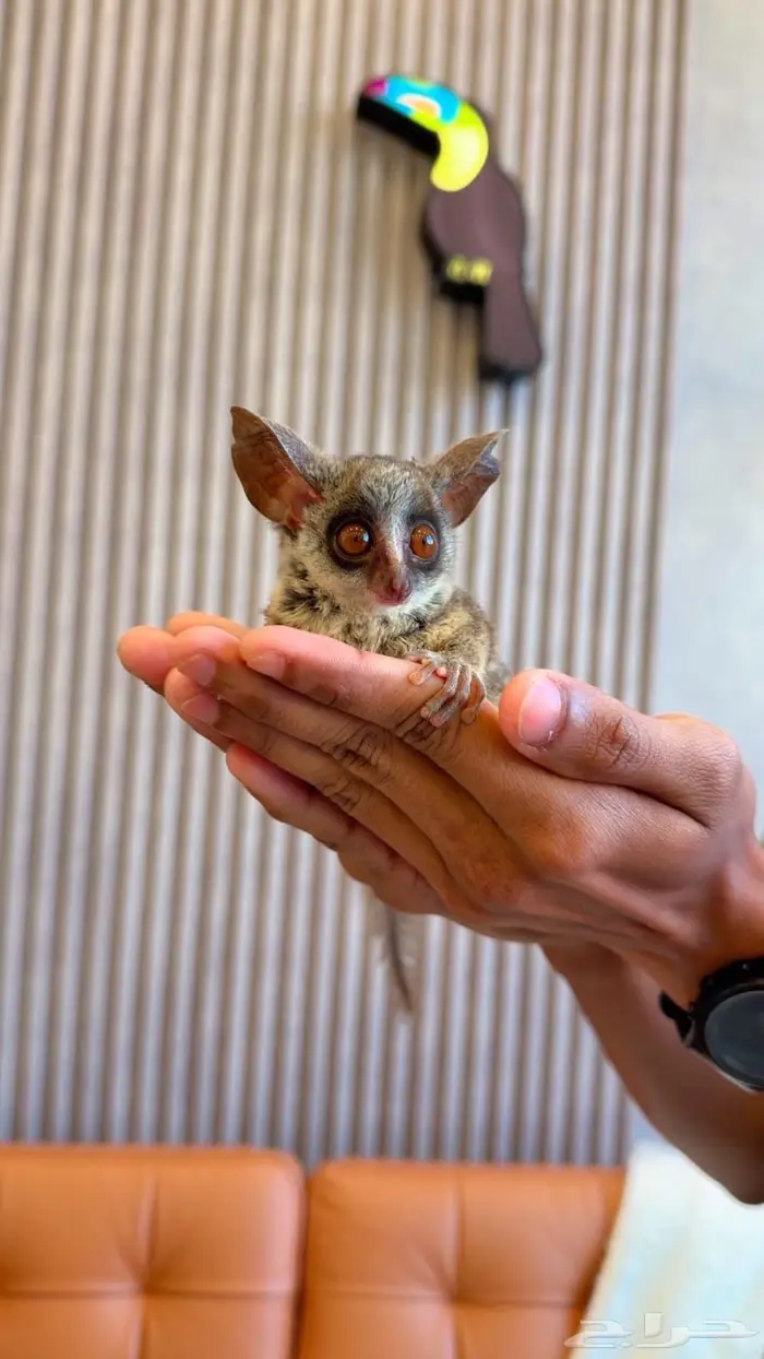 تم البيع Sold out 2