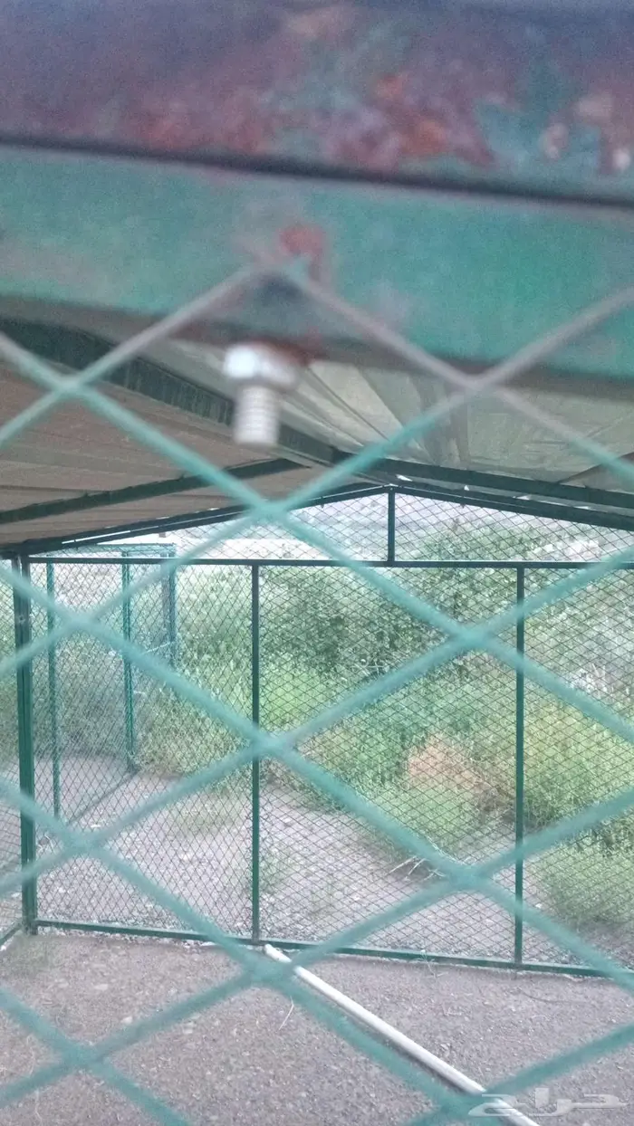 شبوك غنم اوطيور مقاس 3 في 3 1