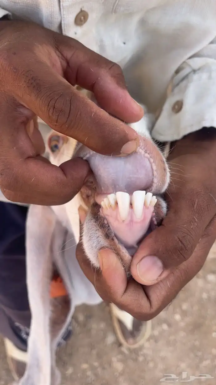 للبيع معزا مشاريك طيبه 6