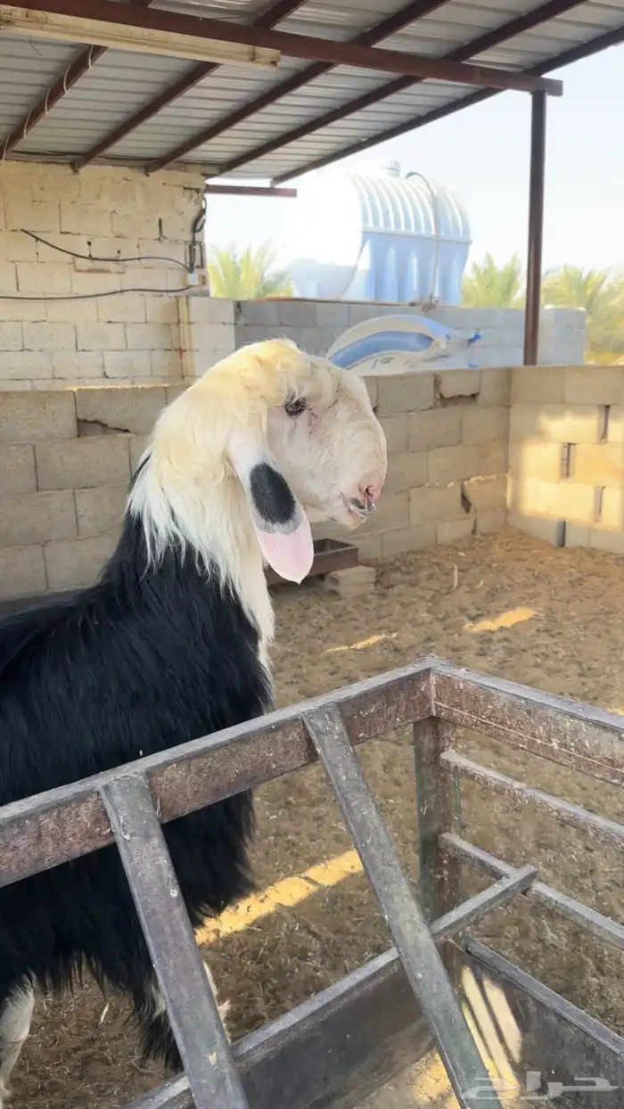 نجدي 3