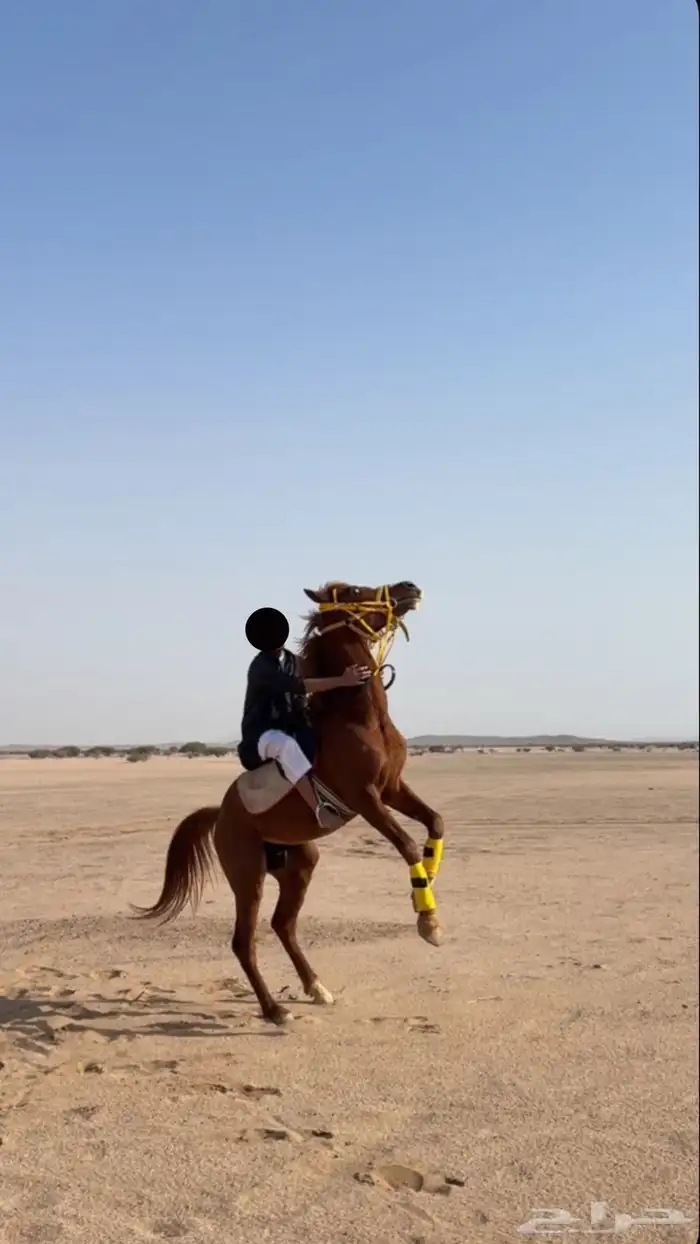 حصان أبل للبيع 0