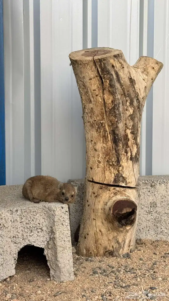 للبيع وبير وشنير لا يجي الا الصامل 5