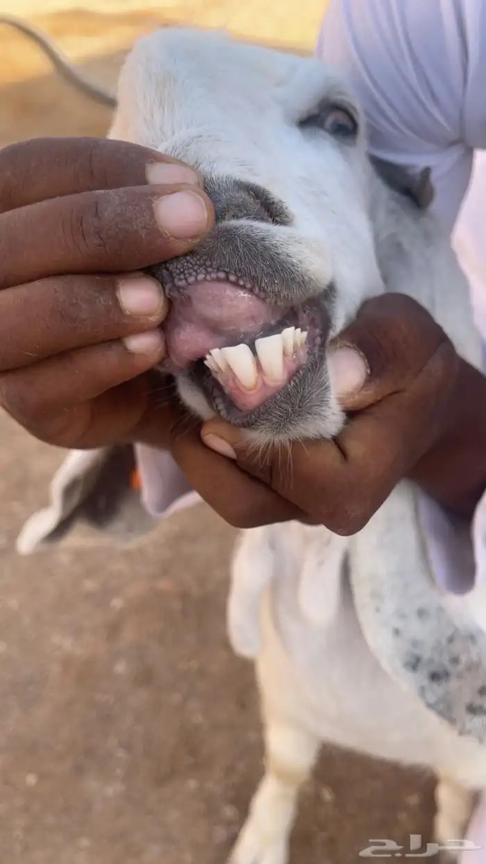 للبيع معزا مشاريك طيبه 7
