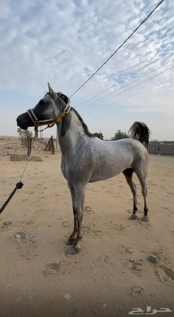 فرس شعبيه للبيع 0