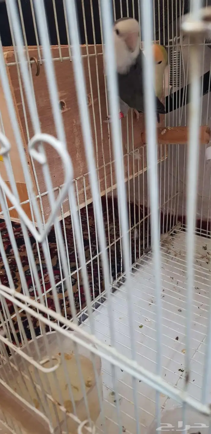 جوز روز سبق له الانتاج 0