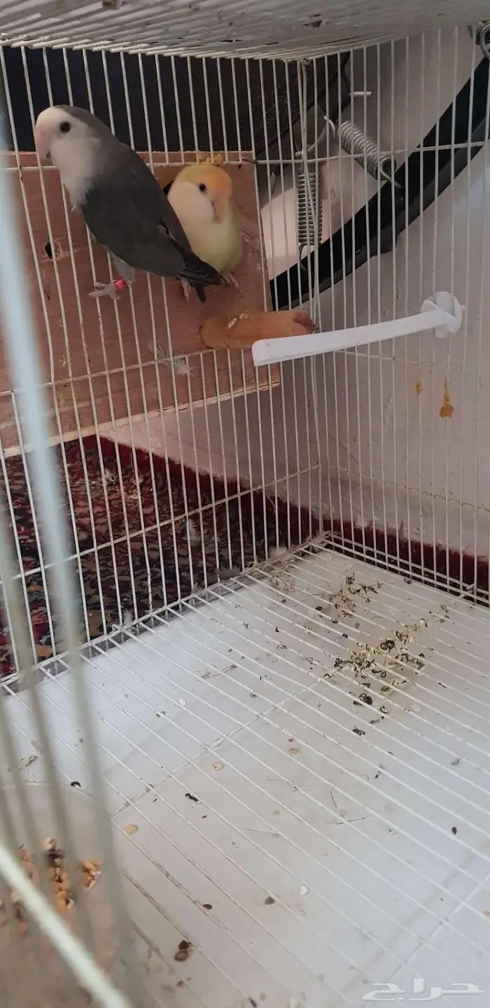 جوز روز سبق له الانتاج 3