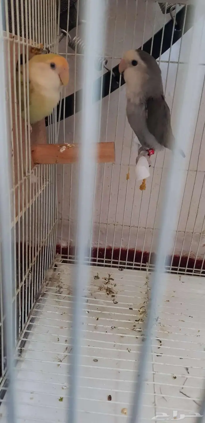 جوز روز سبق له الانتاج 2