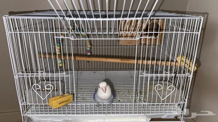 ببغاء روز 1