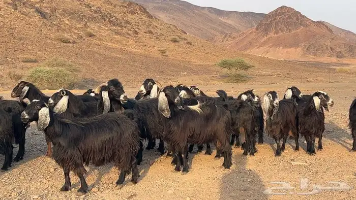 معزه عوارض صنف مضريع ودفيع. طيبه 1