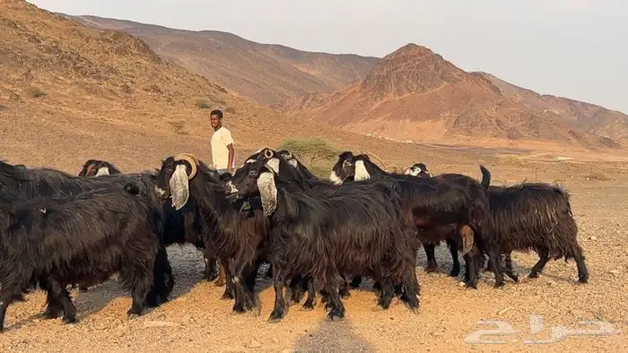 معزه عوارض صنف مضريع ودفيع. طيبه 2