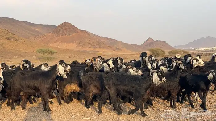 معزه عوارض صنف مضريع ودفيع. طيبه 5