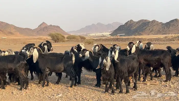 معزه عوارض صنف مضريع ودفيع. طيبه 3