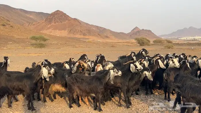 معزه عوارض صنف مضريع ودفيع. طيبه 7