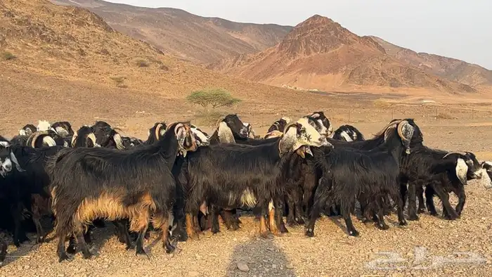 معزه عوارض صنف مضريع ودفيع. طيبه 0