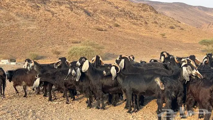 معزه عوارض صنف مضريع ودفيع. طيبه 4