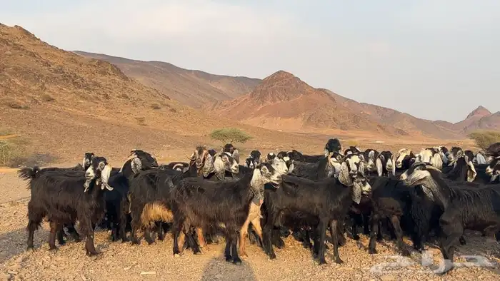 معزه عوارض صنف مضريع ودفيع. طيبه 6