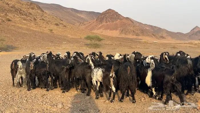 معزه عوارض صنف مضريع ودفيع. طيبه 8