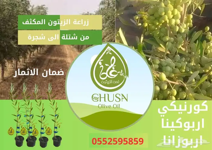شتلات واشجار زيتون مع الخلع والتحميل 0
