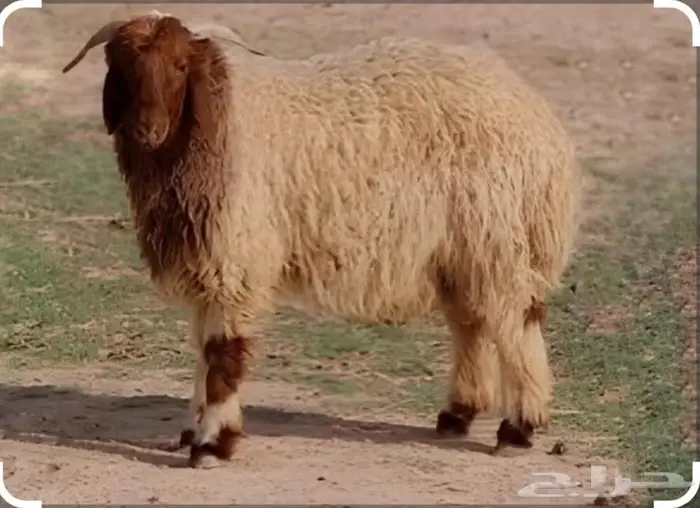 لحوم وأسماك مضمونة بإشراف طبيب بيطري 0