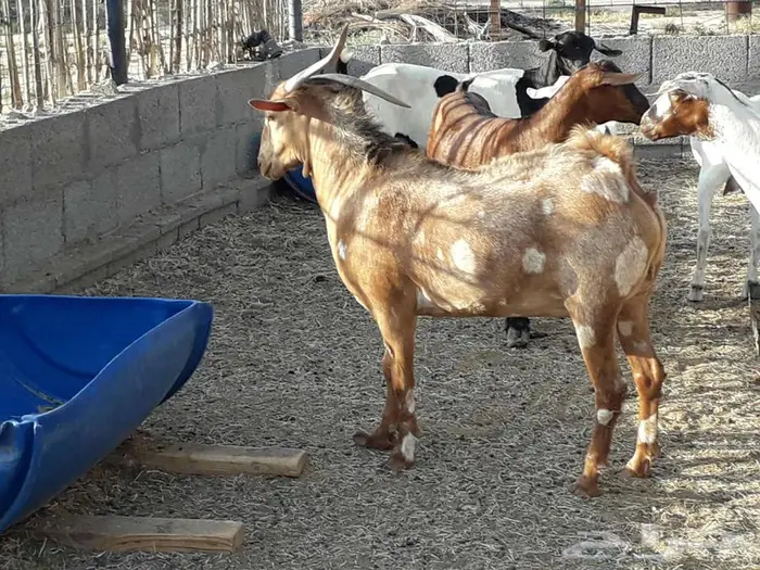 جفره مليانه فل 0