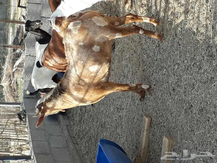 جفره مليانه فل 1