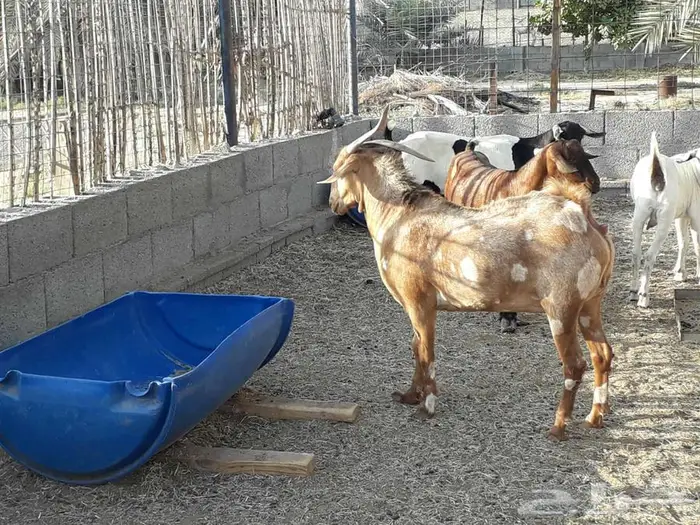 جفره مليانه فل 2