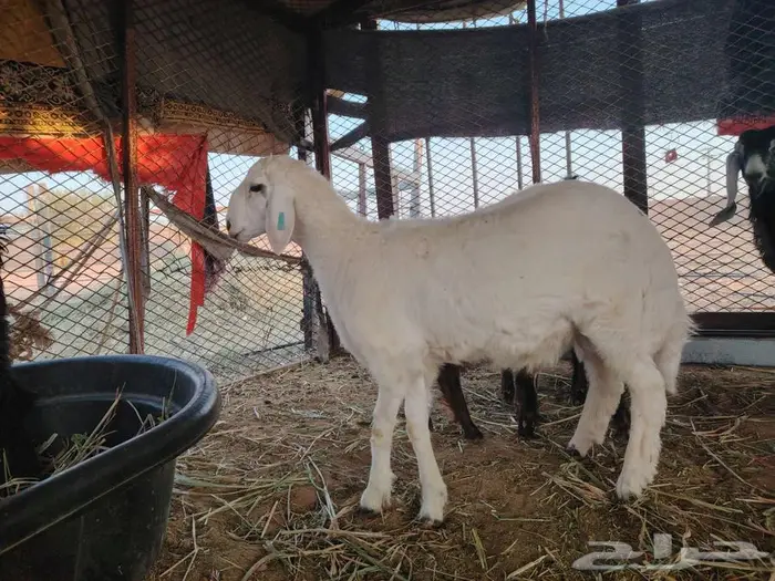 خروفين حريات مشاريع فحوله 1