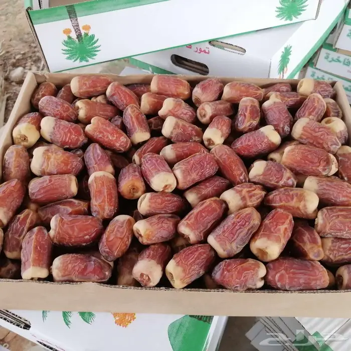 صقعي احمر مبروم 0