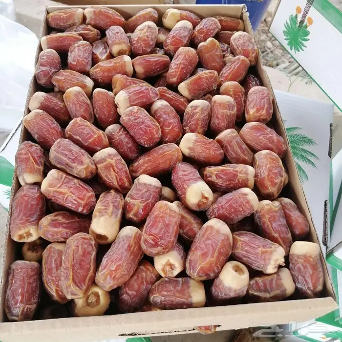 صقعي احمر مبروم 1