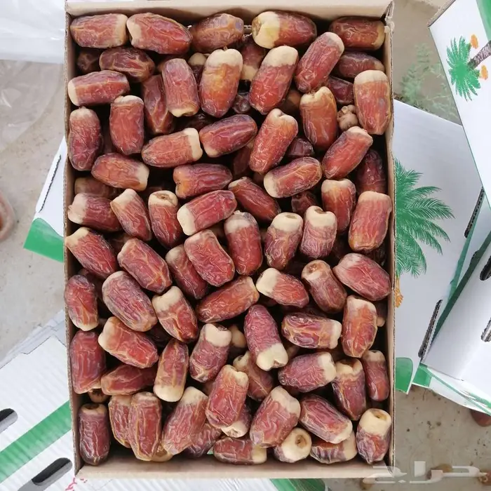 صقعي احمر مبروم 2