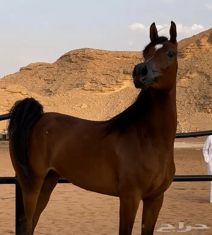فرس واهو ( تم البيع ) 0