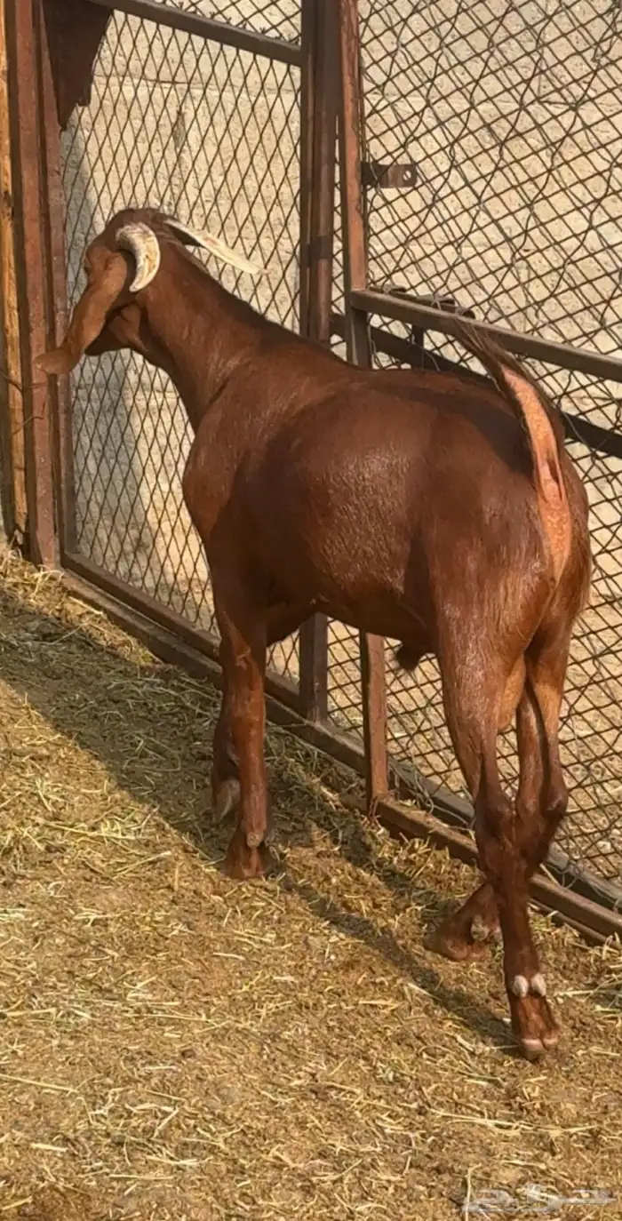 مشروع فحل ادهم كلهاري 3