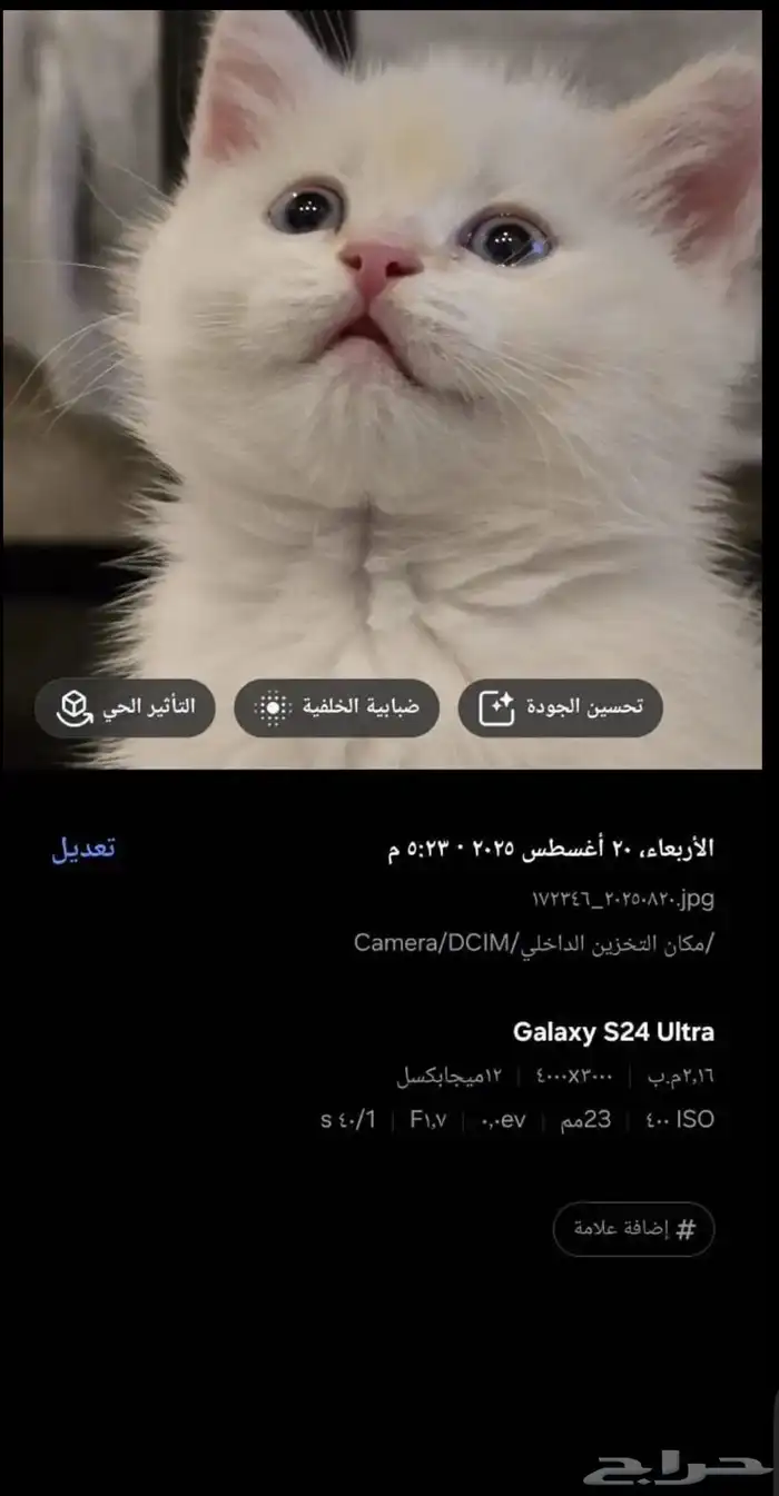 قط سكوتش فولد للبيع 3
