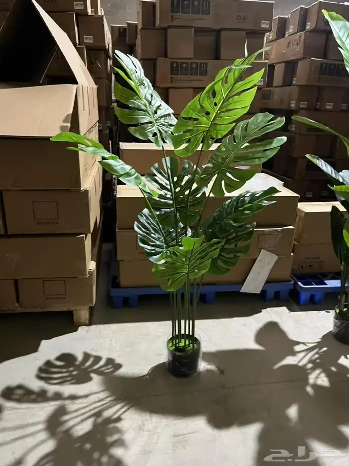 أشجار عرض اليوم الوطني 95 20