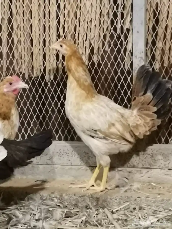 دجاج بلدي بياض 3