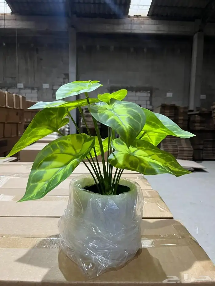 أشجار عرض اليوم الوطني 95 30