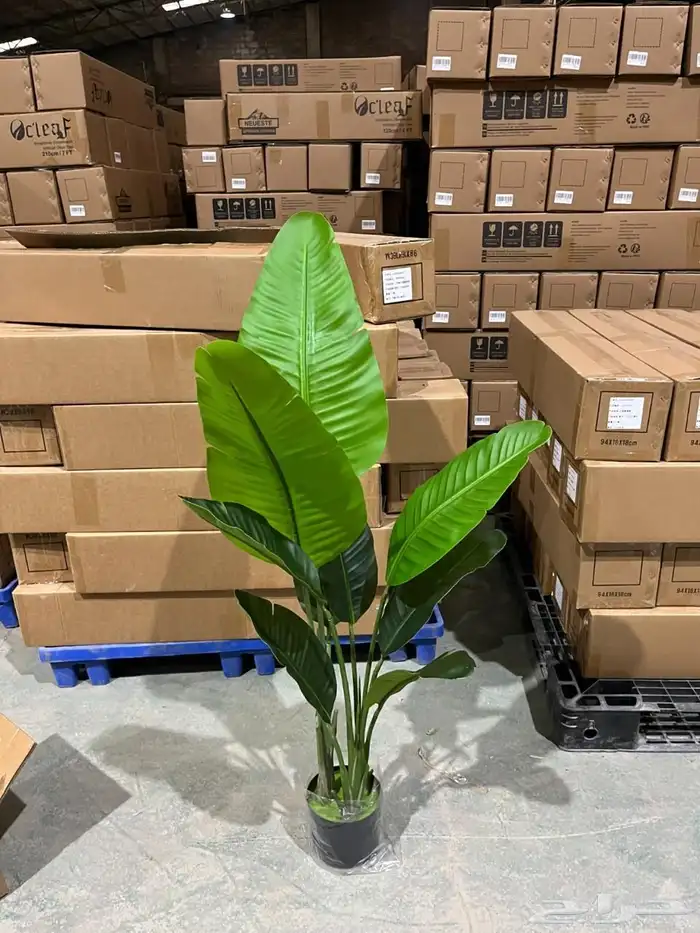 أشجار عرض اليوم الوطني 95 45