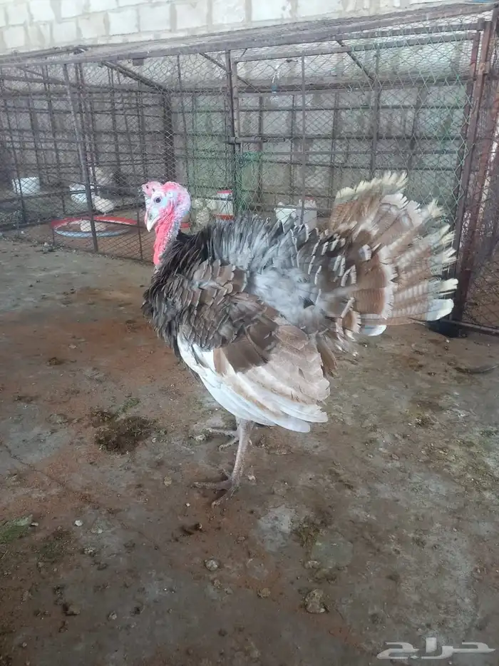 ذكور دجاج رومي تم البيع الله يبارك للجميع 8