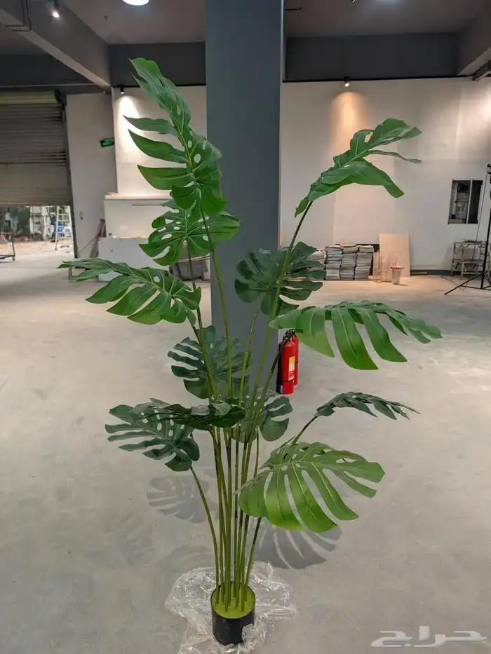 أشجار عرض اليوم الوطني 95 42