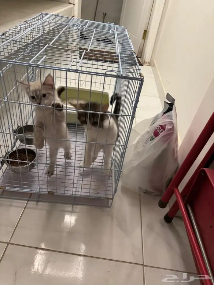 قطه قطتين للتبني همالايا (تم التبني) 0