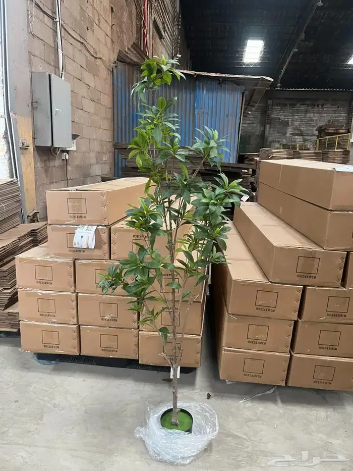 أشجار عرض اليوم الوطني 95 27