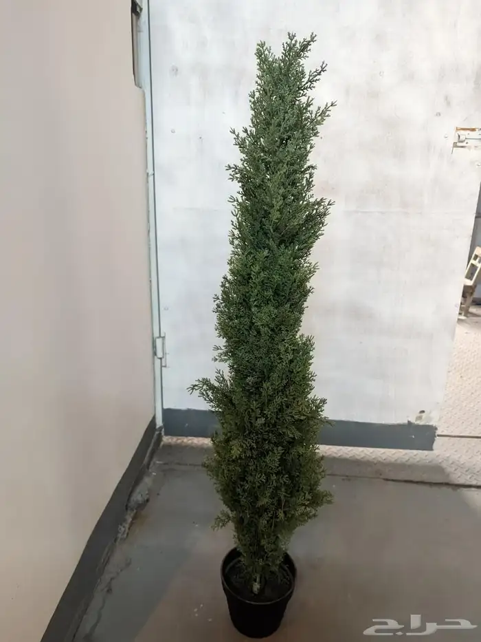 أشجار عرض اليوم الوطني 95 19