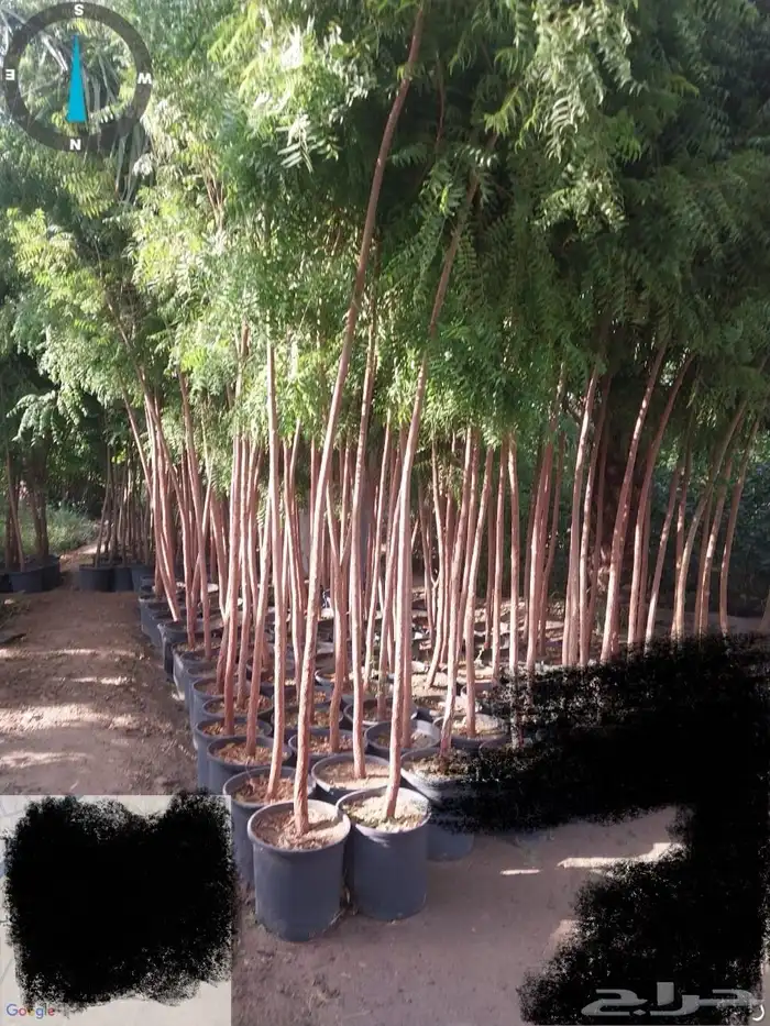 مشتل مؤسسة ميم للتشجير والزراعة جملة نيم نارجيل اشجار ظل 8