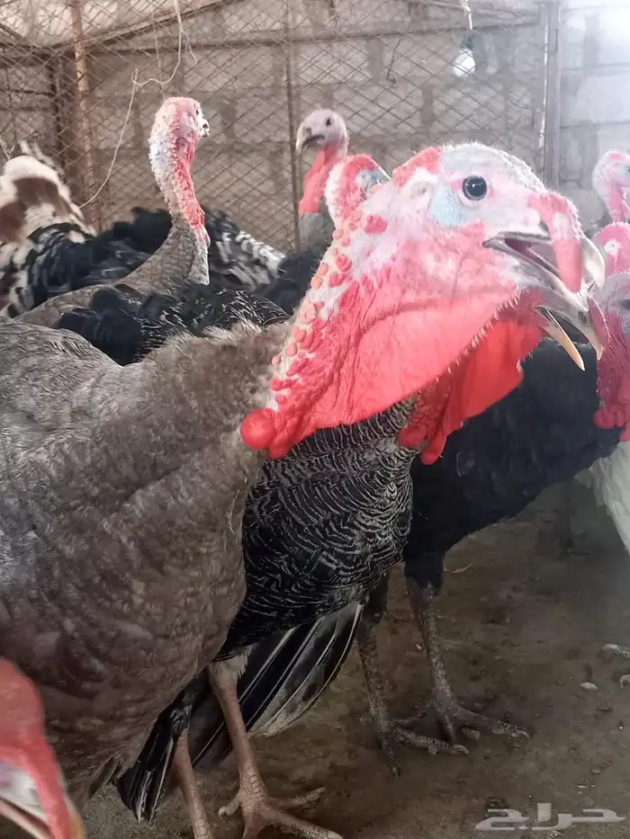ذكور دجاج رومي تم البيع الله يبارك للجميع 10