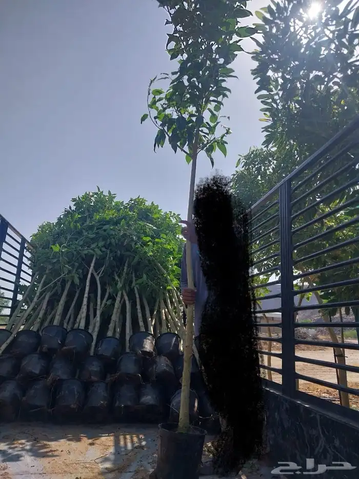 مشتل مؤسسة ميم للتشجير والزراعة جملة نيم نارجيل اشجار ظل 9