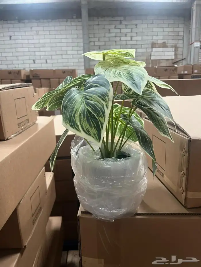 أشجار عرض اليوم الوطني 95 26