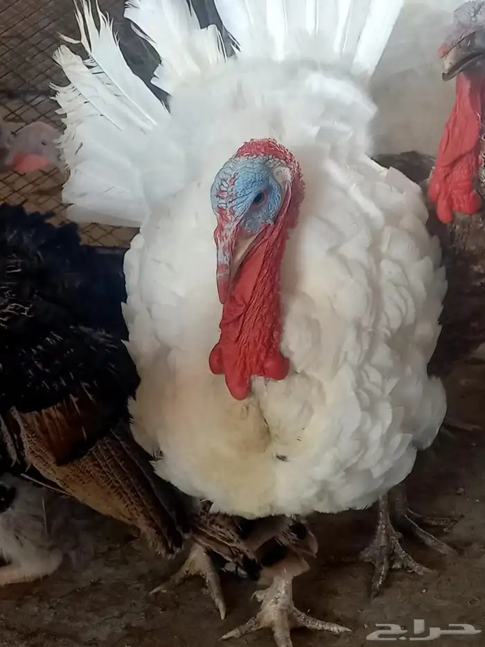 ذكور دجاج رومي تم البيع الله يبارك للجميع 7